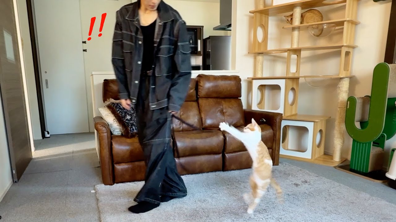生後3ヶ月の子猫がずっとついてくるので家から出られません…。