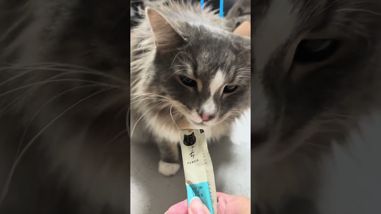 うまうま #ノルウェージャンフォレストキャット #cat #猫のいる暮らし #ねこ #にゃっち