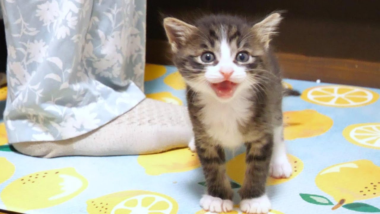 子猫がご飯の時間と間違えてママにおねだりしてしまう。【赤ちゃん猫　保護猫】