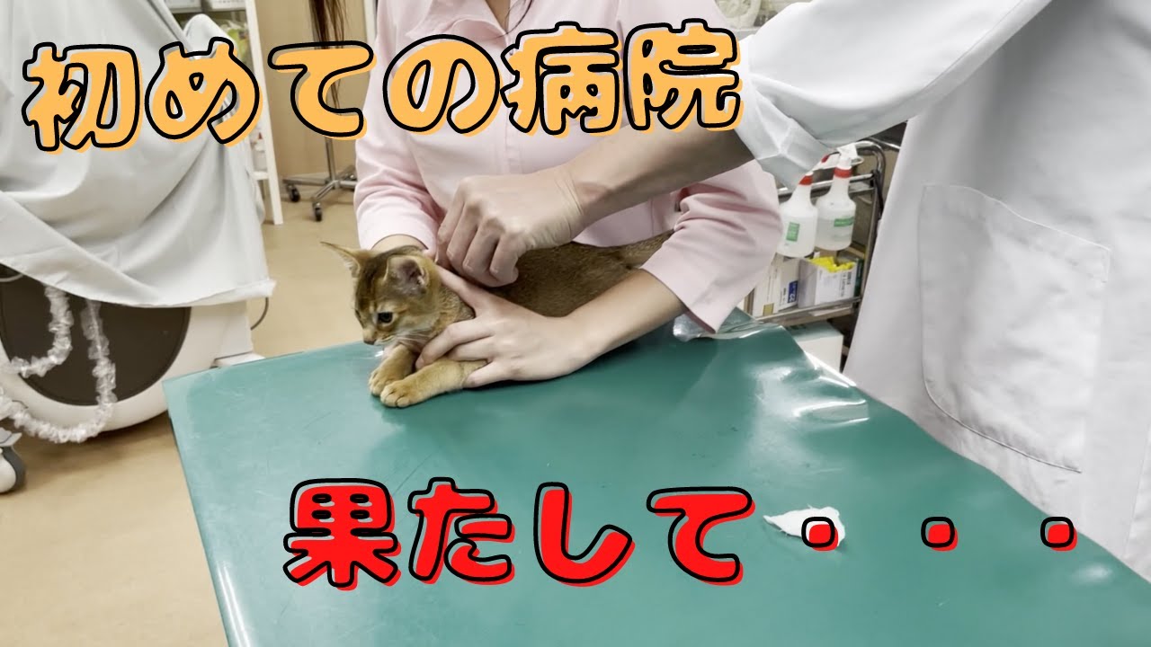 子ネコがいく、初めての病院。 | アビシニアンの子猫アビー