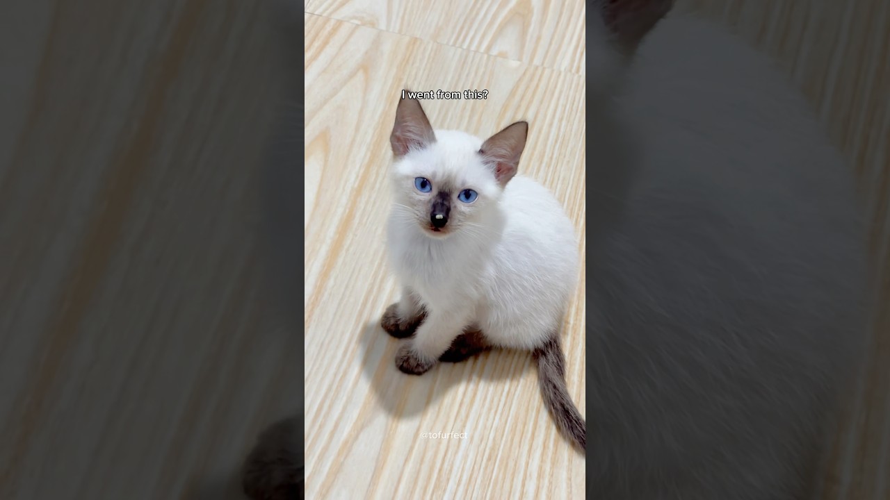 私のシャム猫の成長を見てください🥹 #猫 #バイラル #かわいい