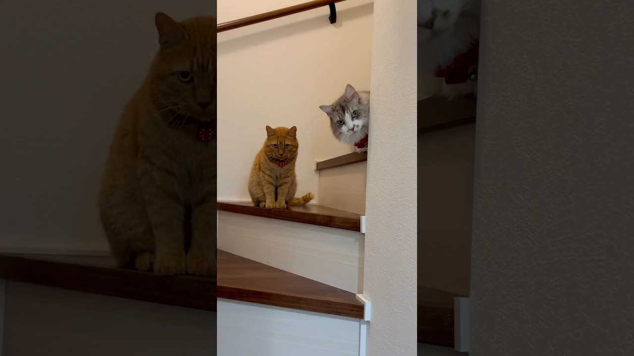 【ノルウェージャン】【マンチカン】なかよし猫チーム❣️