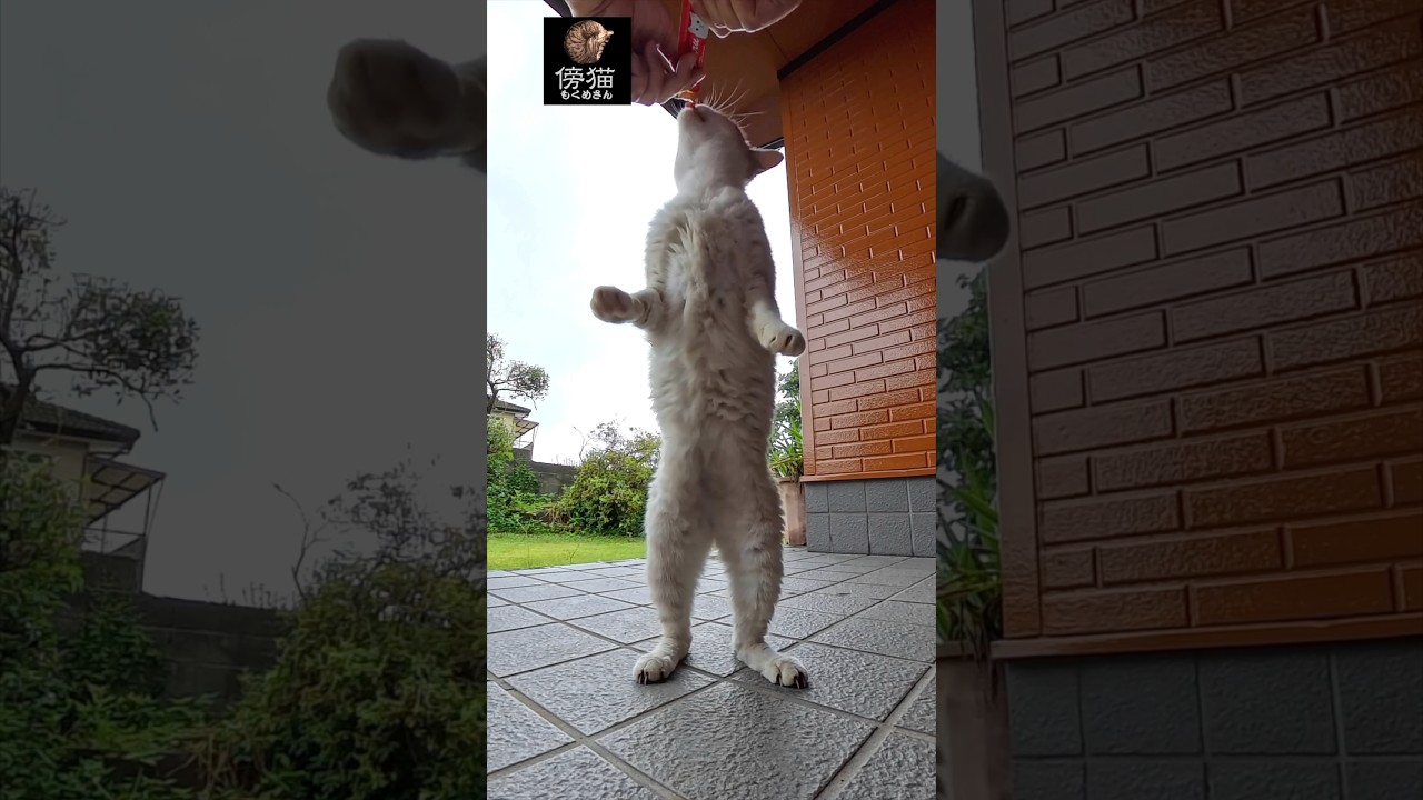 凄いのは  チュールか  外猫ちゃんなのか　#cat #子猫 #保護猫 #cute #かわいい猫 #kitty #肉球 #はちわれ #猫ミーム