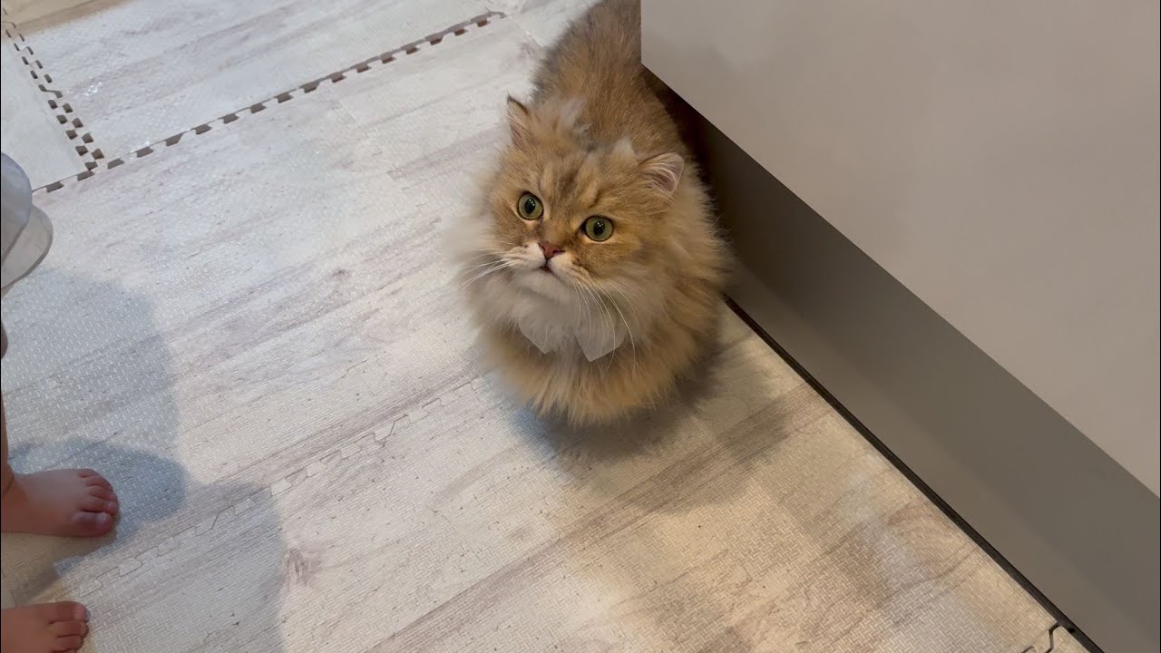 赤ちゃんと遊ぶ猫がとても面倒くさそうでとても不安…