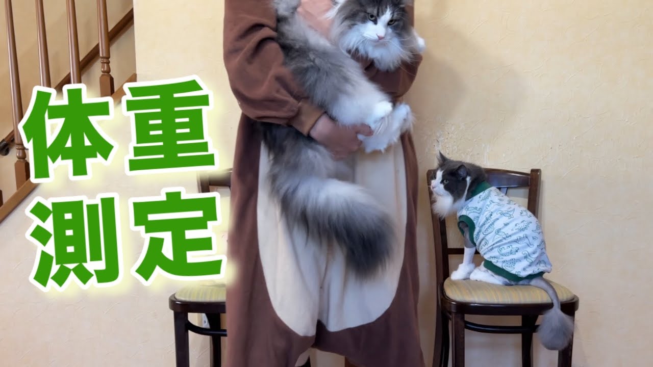 【衝撃⁉︎】もふ猫たちの体重測定をしたら、末っ子アルが成長しすぎていたwwwノルウェージャンフォレストキャットとターキッシュアンゴラ