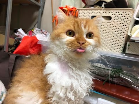Japanese「遊びながらアカンベーするネコ」幼い頃の思い出 #ネコ #アメリカ #ラパーマ #クルクル #兄弟🥰😽❣️🧡