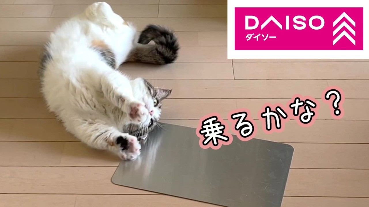猫にダイソーの冷感アルミプレート買ってみたら