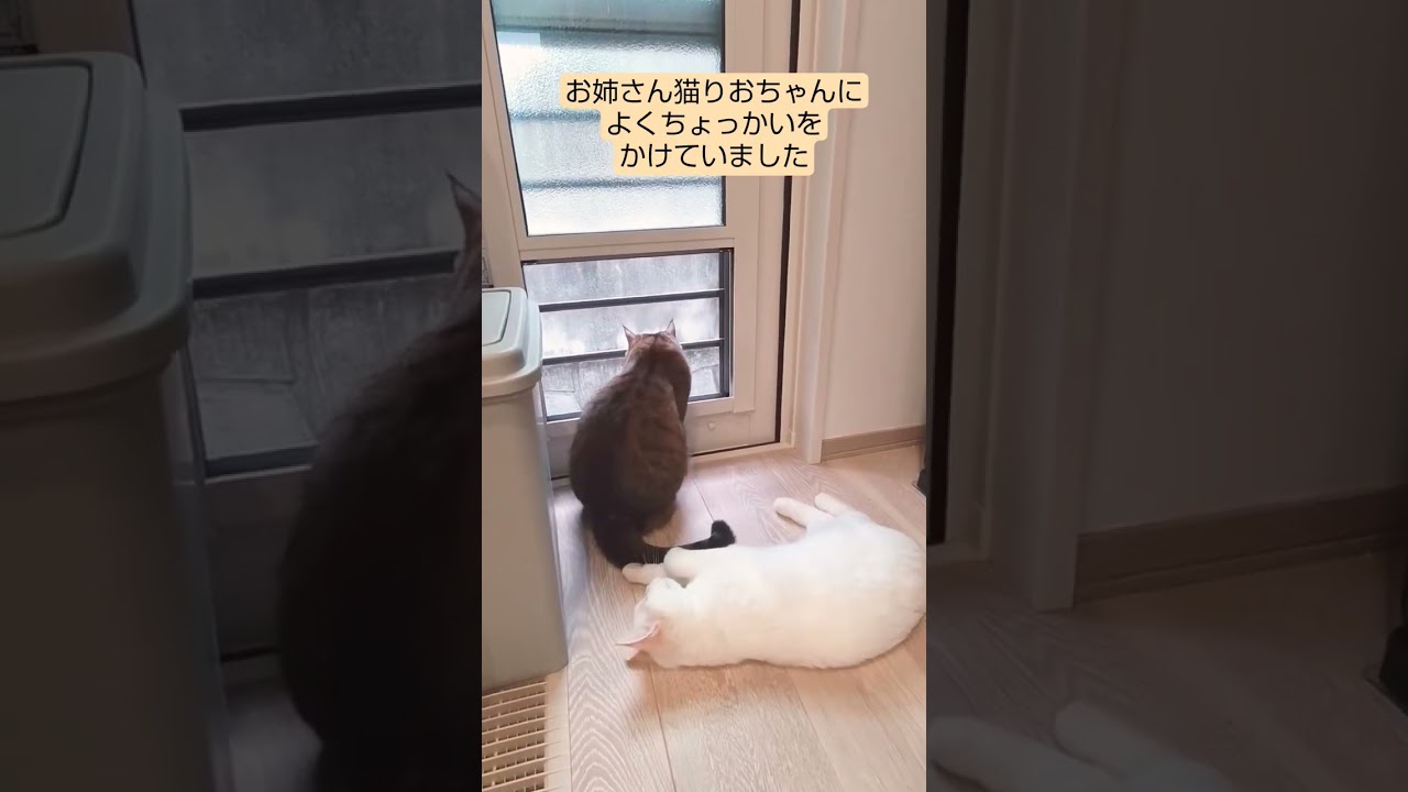 よくちょっかいをかけていた頃　#catvideo #catlovers