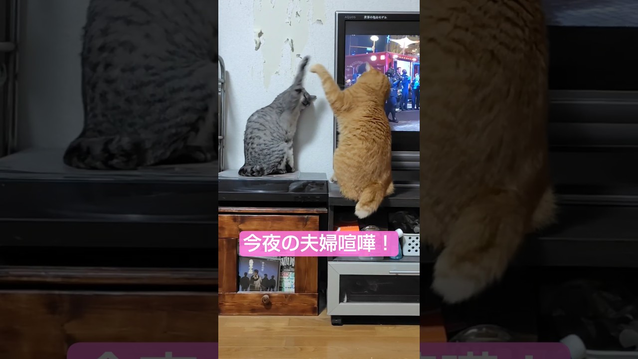 サバトラ＆茶トラ夫婦の今夜のにゃんぷろ #保護猫 #猫 #cat