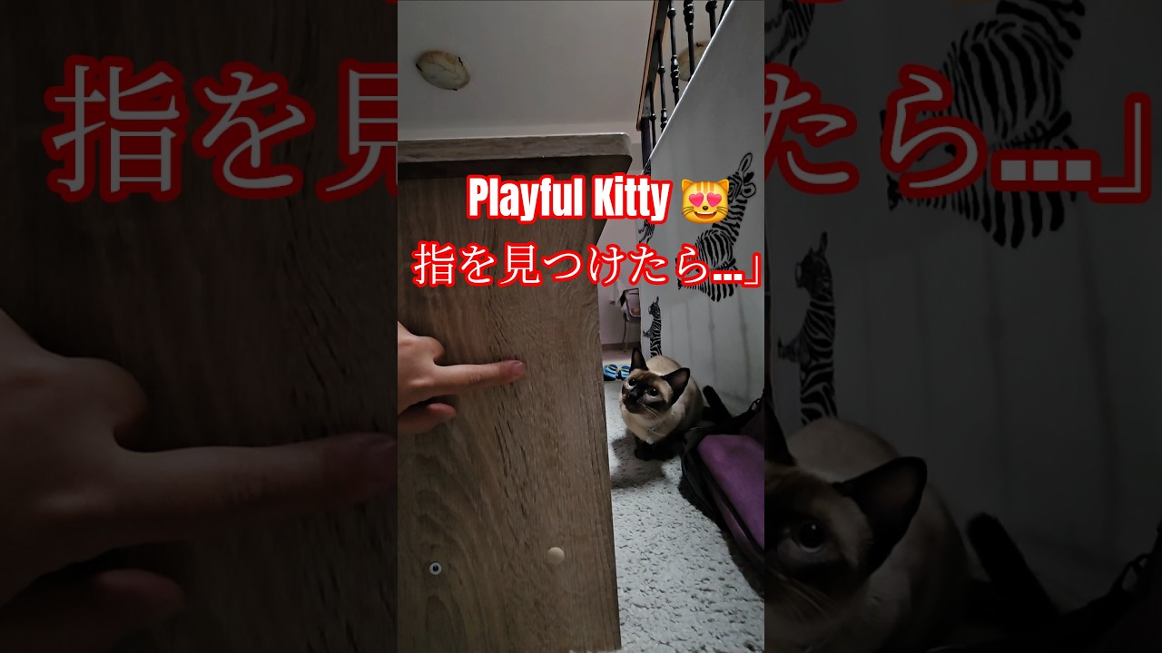 【Playful Kitty 😻】指を見つけたらちょいちょい攻撃！#showts #cat #シャム猫