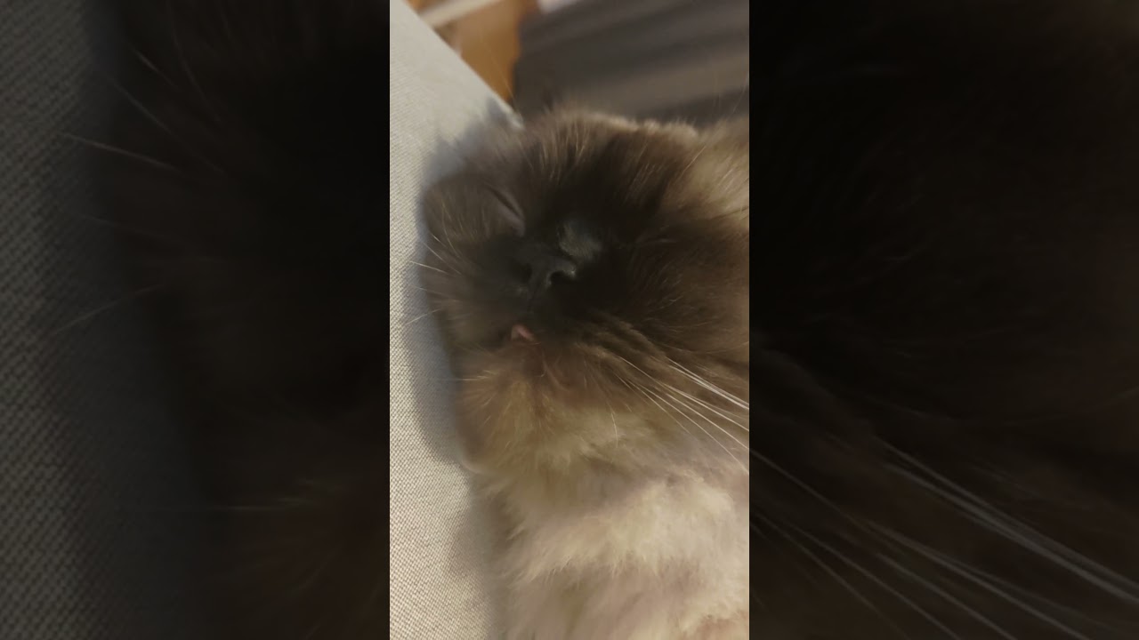 しまい忘れ爆睡猫　#ヒマラヤン #ねこ　#猫　#cat