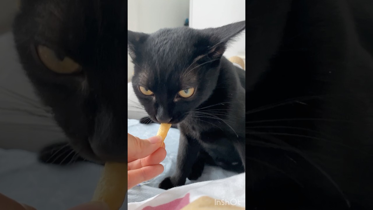 黒猫のお楽しみ　#ボンベイ #子猫 #cat #bombay #cute #猫 #kitten #ねこ動画 #猫のいる暮らし #ねこのいる生活 #ねこのいる暮らし #ねこ好き #かわいい #おやつ