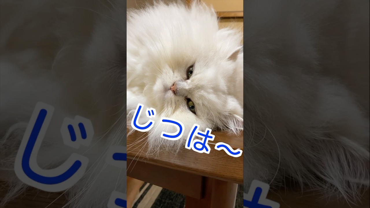 いつもと違うところ、気づいた？ぎんちゃん#ペルシャ猫 #猫 #猫のいる暮らし #猫好きさんと繋がりたい #persiancat
