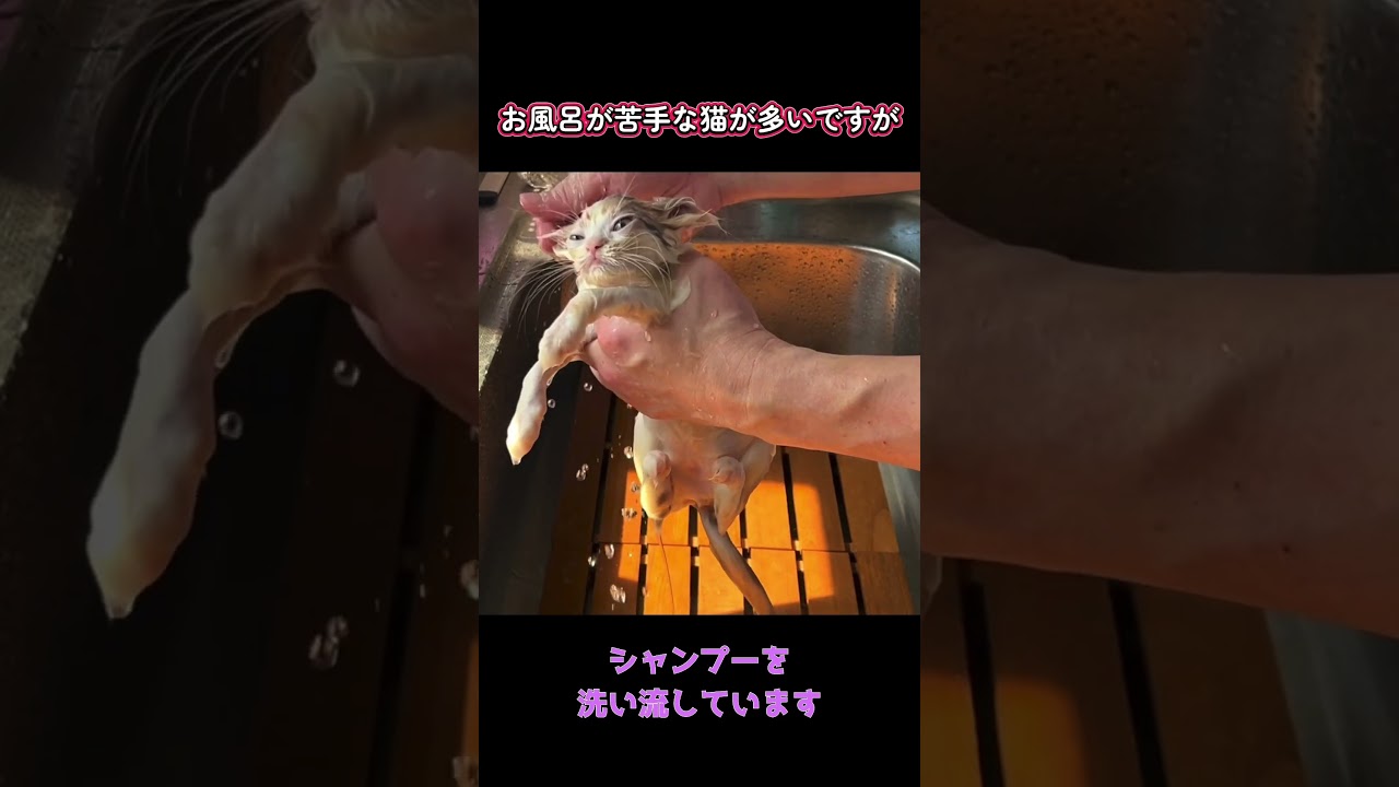 初めてのお風呂の後は初めてのお出掛け#サイベリアン子猫 #サイベリアンブリーダー #ななはちずルーム #神メソッド #飼い主様募集中