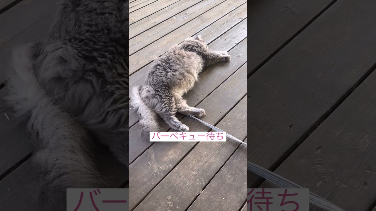 バーベキュー待ち #ねこ #ねこ動画 #アメリカンカール