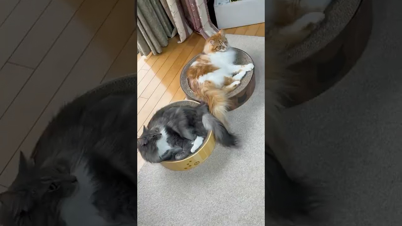 #cat #ノルウェージャンフォレストキャット  #メインクーン #猫の日常