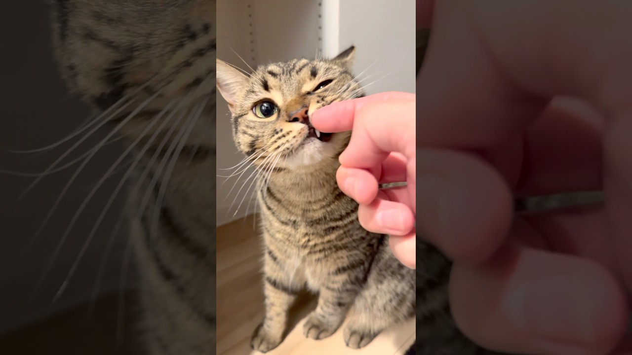 パパとママで猫の反応が違いすぎる...!? #shorts #猫 #cat