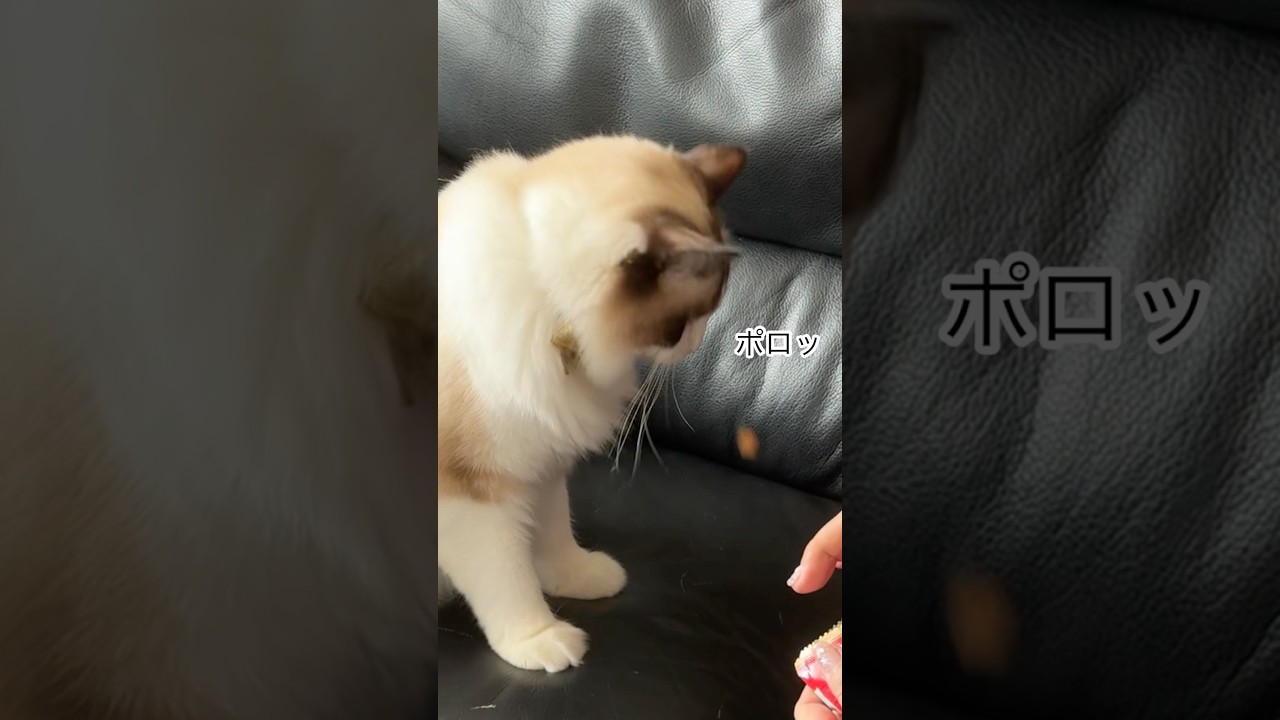 おやつを食べるのが下手すぎる猫　#猫 #ラグドール #shorts