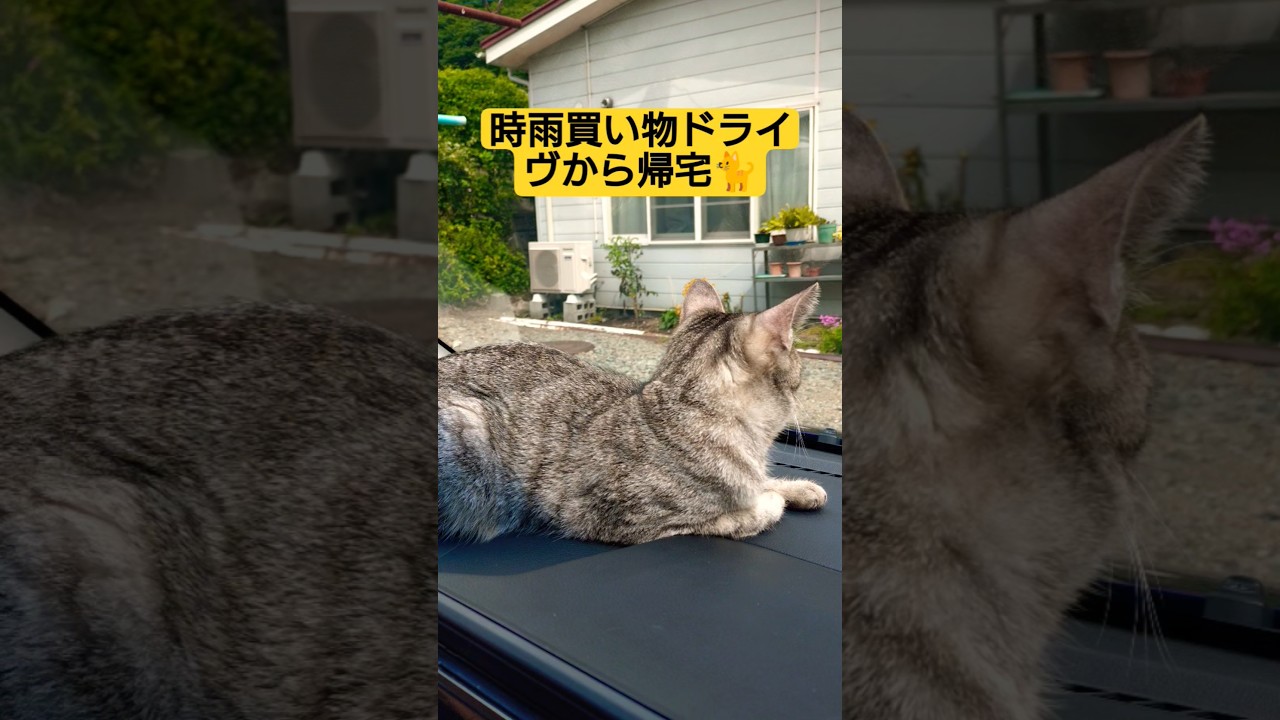 時雨が早朝ドライヴした後夕方も買い物ドライヴし帰宅した動画#cat #猫のいる暮らし #ねこのいる生活 #時雨