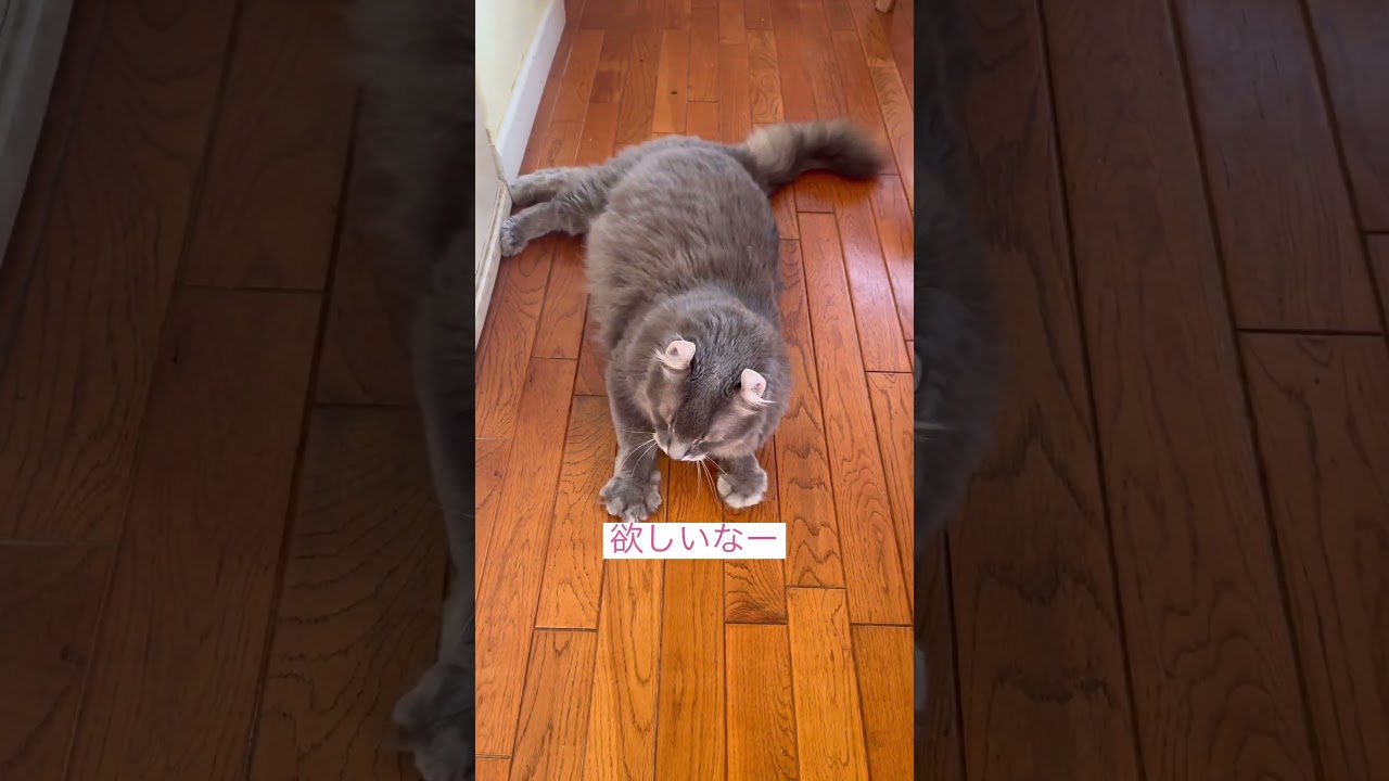 お願い #アメリカンカール #ねこ動画 #ねこ