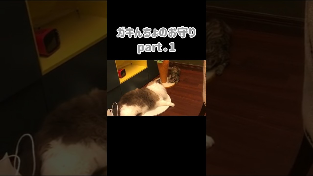 子猫のお守りをするラグドールPart.1｜トイガー&ラグドール