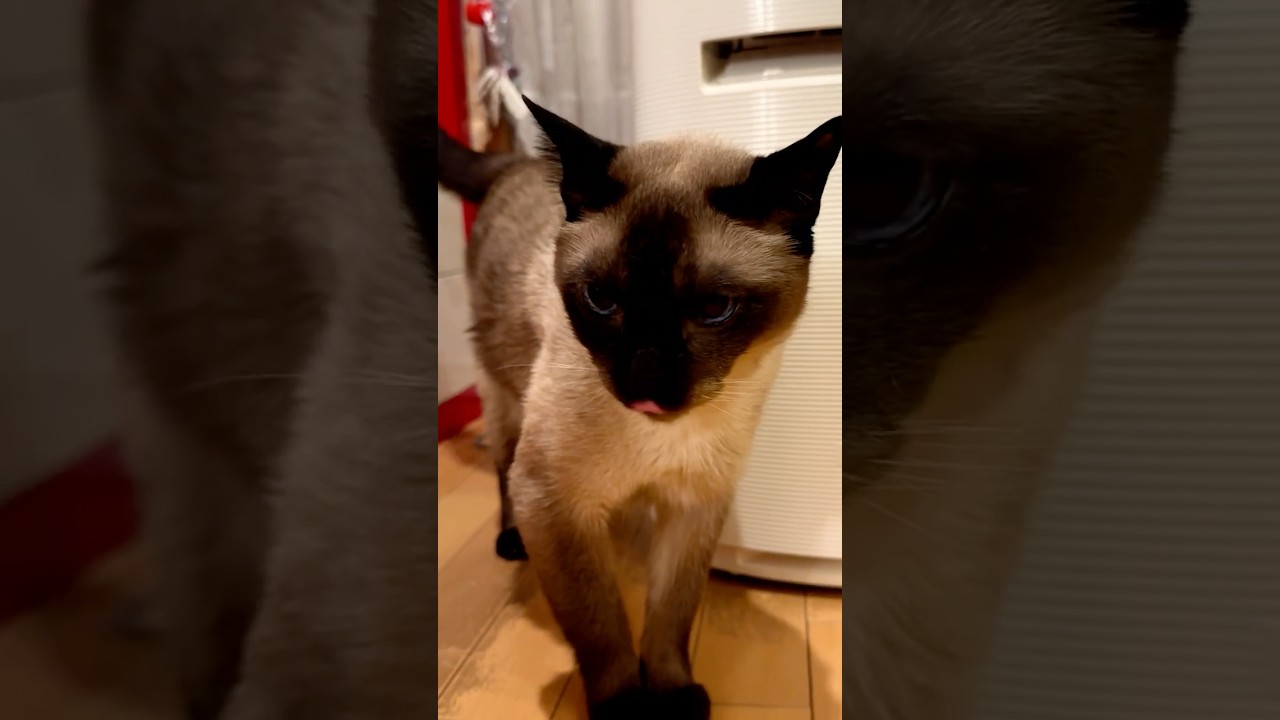 尻尾をブンブンくるくる振り回しちゃうたぬき猫なのにゃ♪#cat #トンキニーズ#たぬき猫#tonkinese