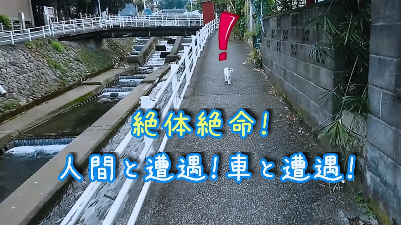 【ジャパニーズ・ボブテイルという猫】慎重！人間嫌い！車嫌い！超～慎重な散歩猫のゆきちゃん♥️ 散歩の途中で人や車と遭遇すると超大変…！石になるか？散歩道を戻る？勝手に帰宅しちゃうか？判断に困る…💦