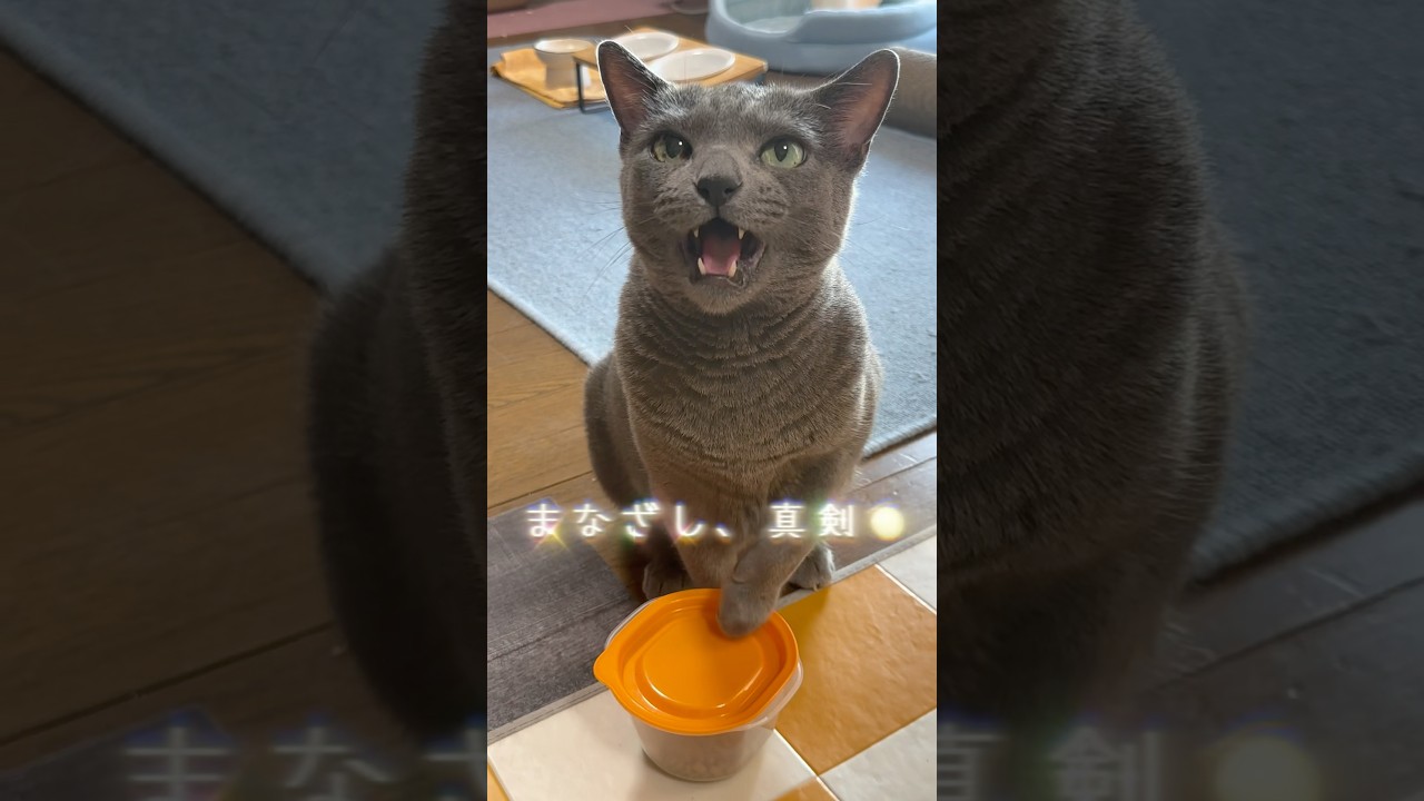 【ロシアンブルー】めろん朝のおねだり..ちとおとなしめかな?🥹【猫】#shorts