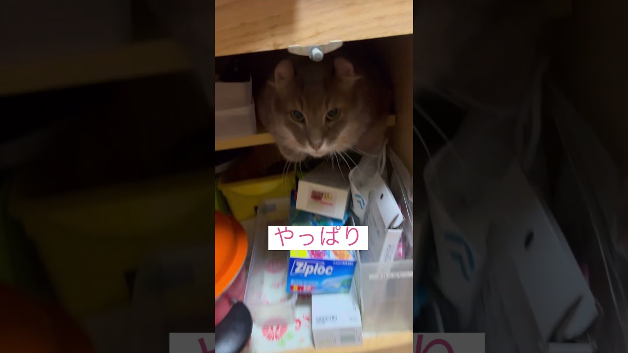 やっぱり #ねこ動画 #アメリカンカール #shorts