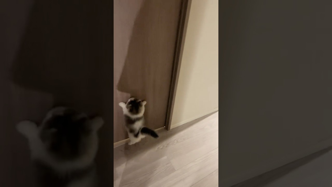 ドアの向こうが気になりすぎる子猫さんと様子が気になる猫さん　#かわいい #cat #にゃんグラム #ねこすたぐらむ #猫のいる暮らし #猫のいる生活 #子ネコ #猫好きさんと繋がりたい