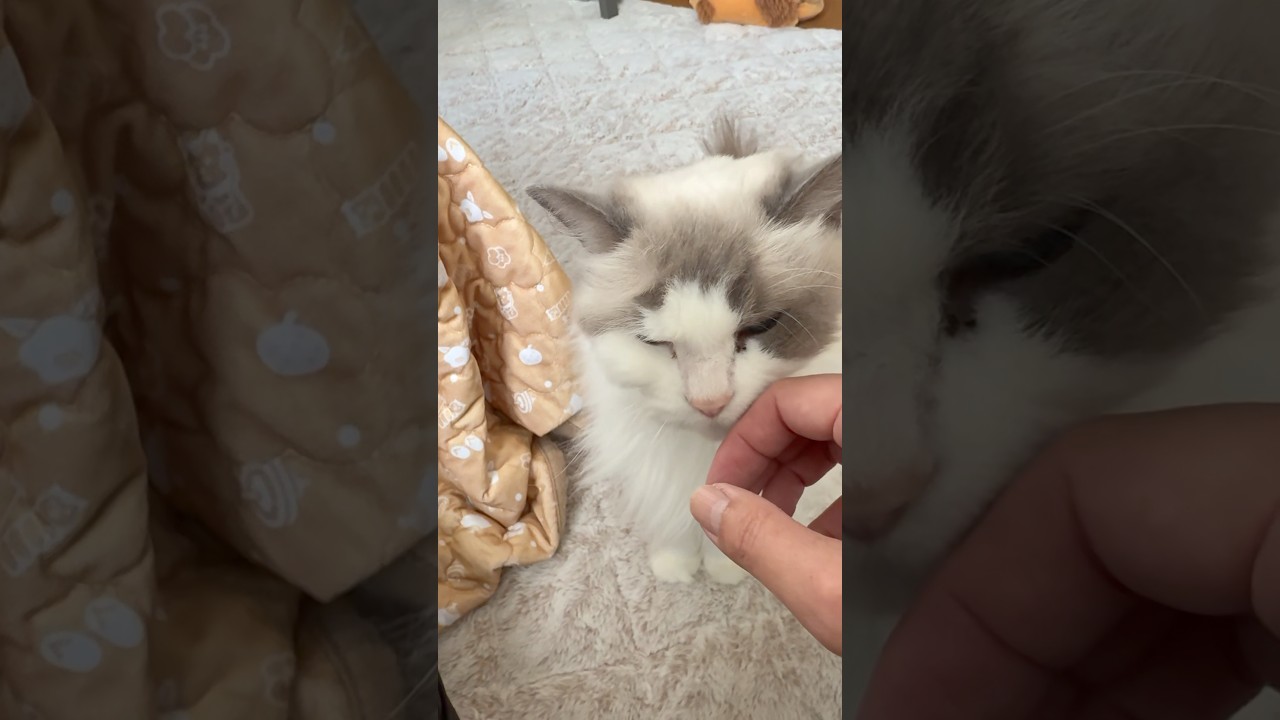 神級にかわいい💕ナデナデ待ちする【ラグドール】アリス😻
