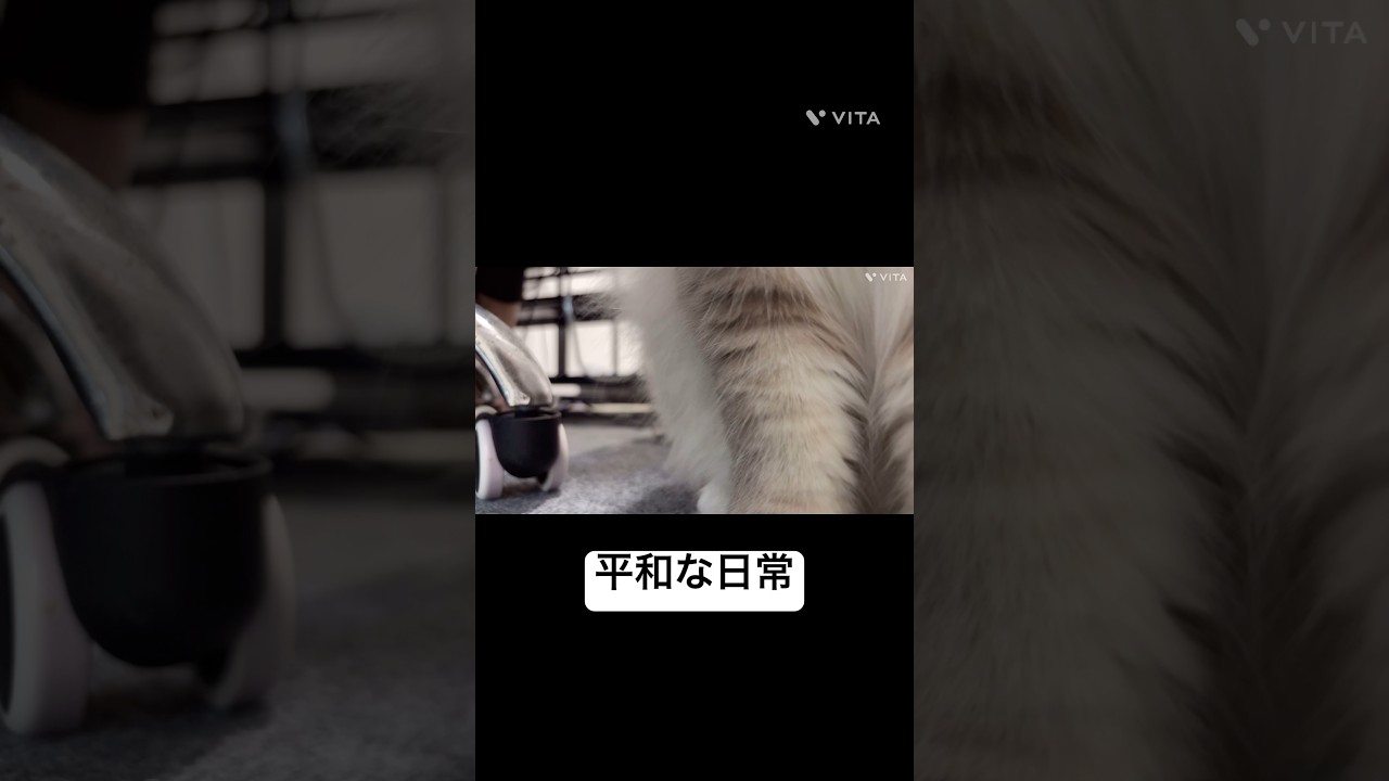 仕事をする飼い主の足元でくつろぐ猫【ルル/サイベリアン1歳】 #shorts