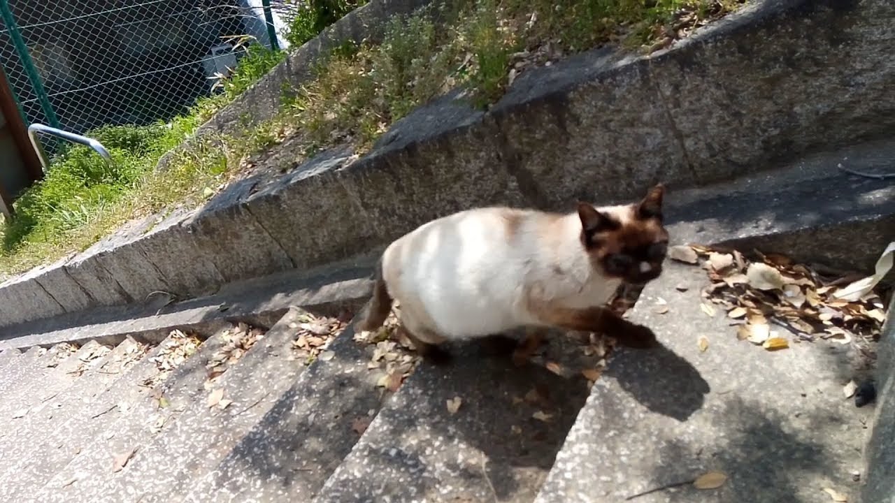 シャム猫が階段をゆっくり上がって来た