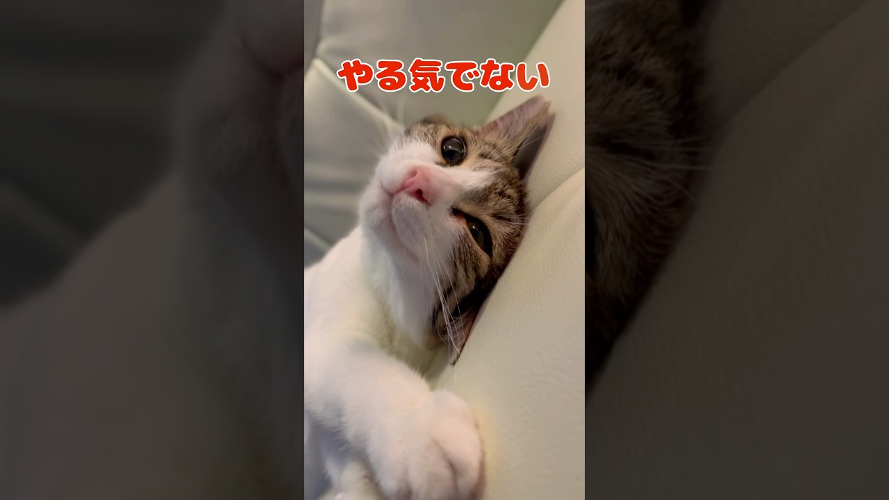 【保護猫】やる気のない猫