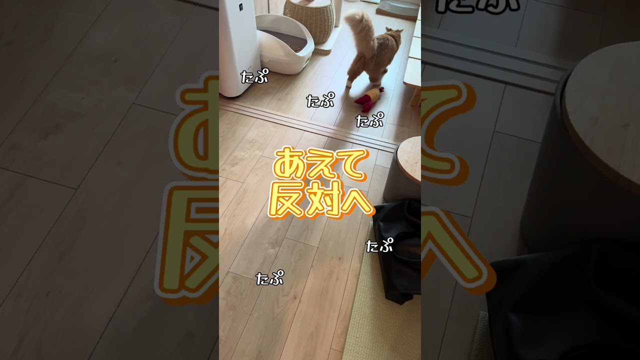 頭突きごはん  #猫 #子猫 #かわいい #猫動画 #cat #スコティッシュフォールド