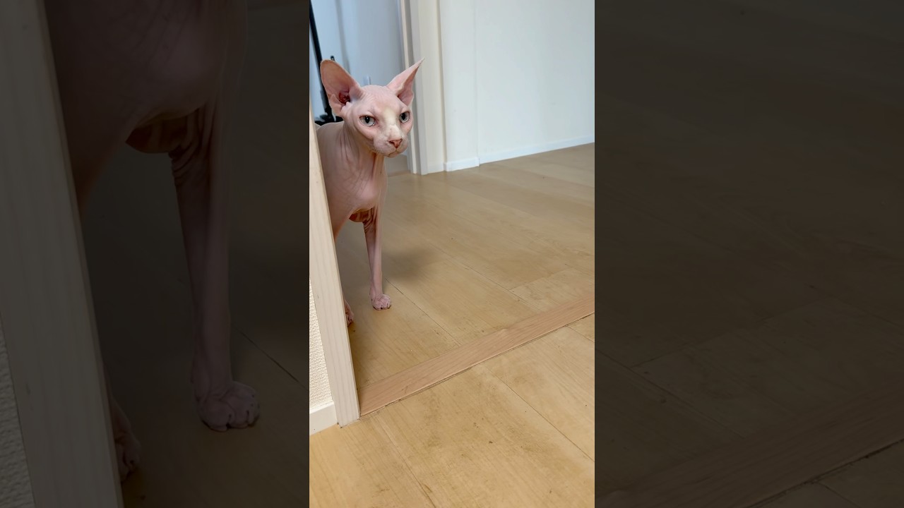 顔を撫でて欲しい毛のない猫【スフィンクス】