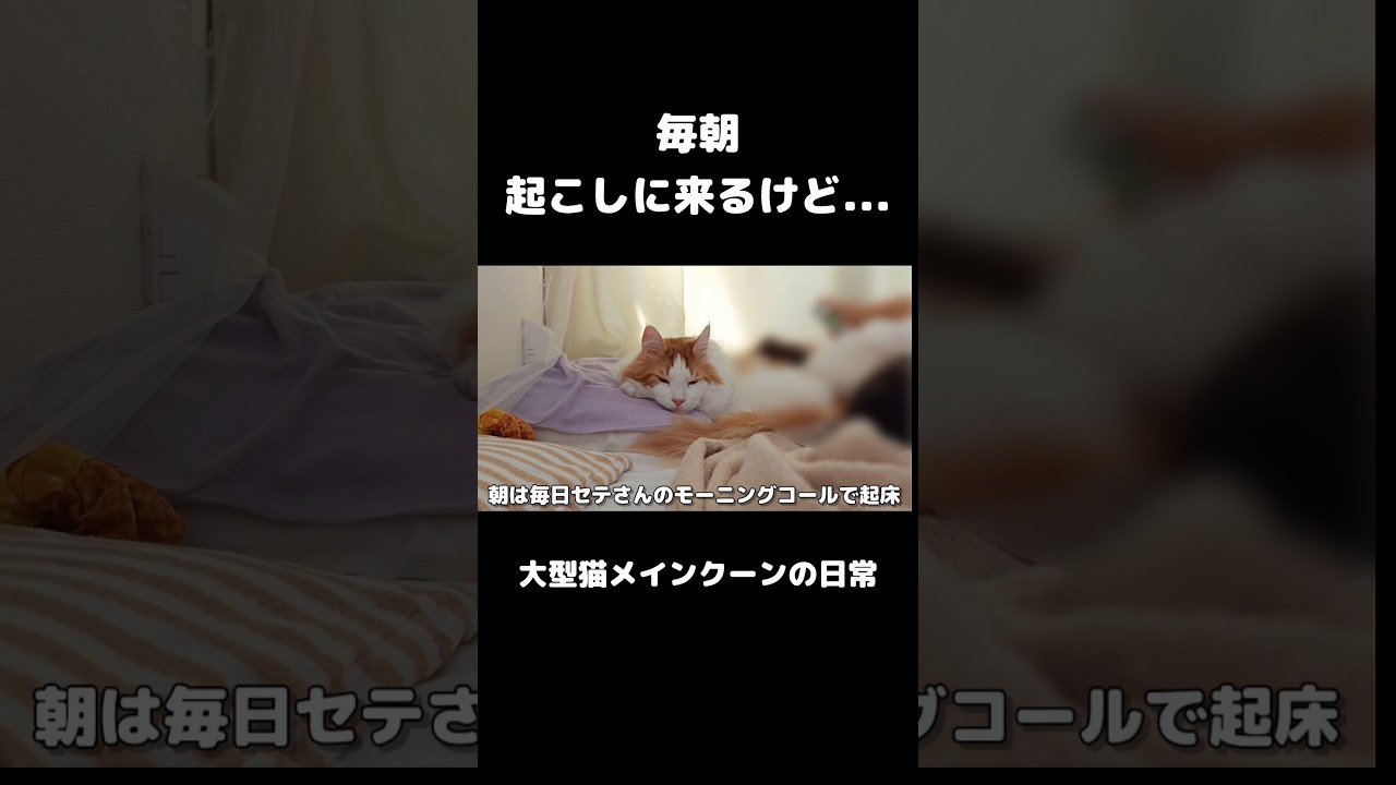 結局寝るんかい笑 #メインクーン #猫 #猫のいる暮らし#cat #mainecoon #catlover​  #catshorts​ #cute​ #cutecat​ #fyp​