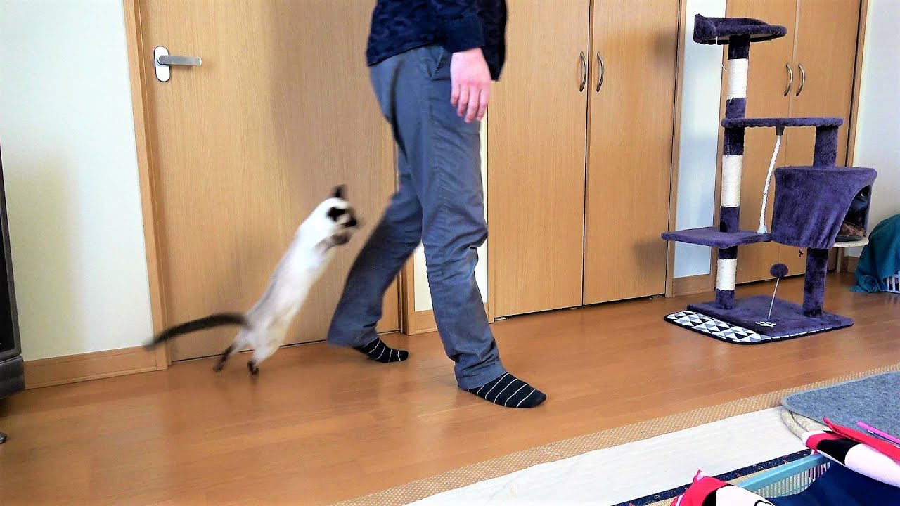 逃げる飼い主を追いかけ捲るシャム子猫が最後はこうなった時