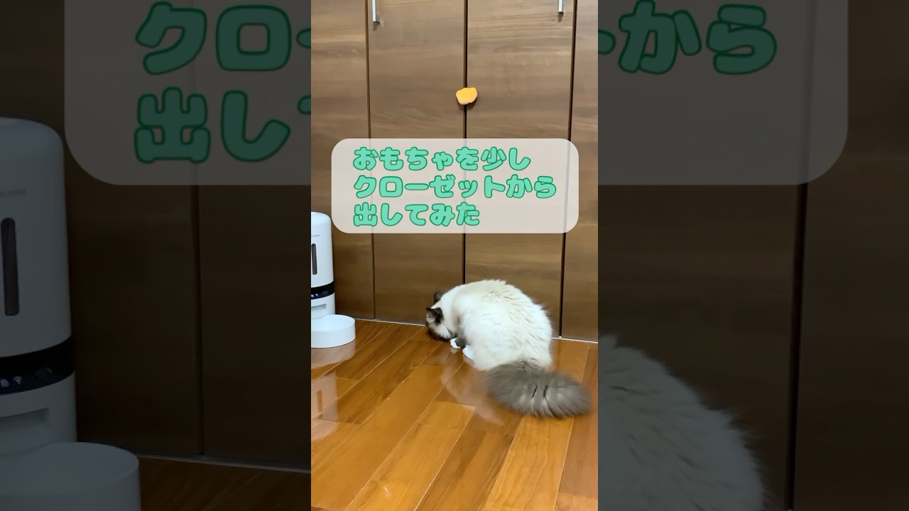 ゴムパッチンを楽しむ猫 #猫 #cat #子猫 #保護猫 #ラグドール #ragdolls #猫のいる暮らし #猫好きさんと繋がりたい #shorts
