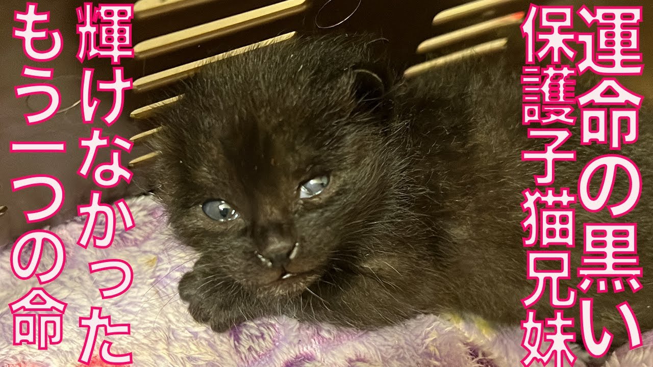 黒い子猫兄妹、躍動できなかったもうひとつの命 Another life that couldn't be saved