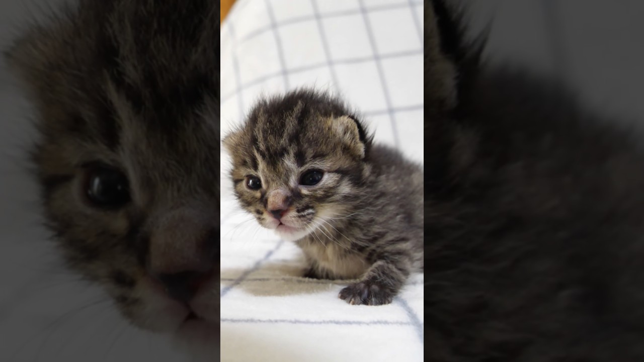 なんだか、眠たくなっちゃた子猫？ #gatto #kitten #meow #cat