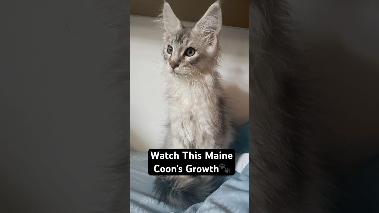 Maine Coon Growth Over 6 Months🐾 #cat #mainecoon #shorts