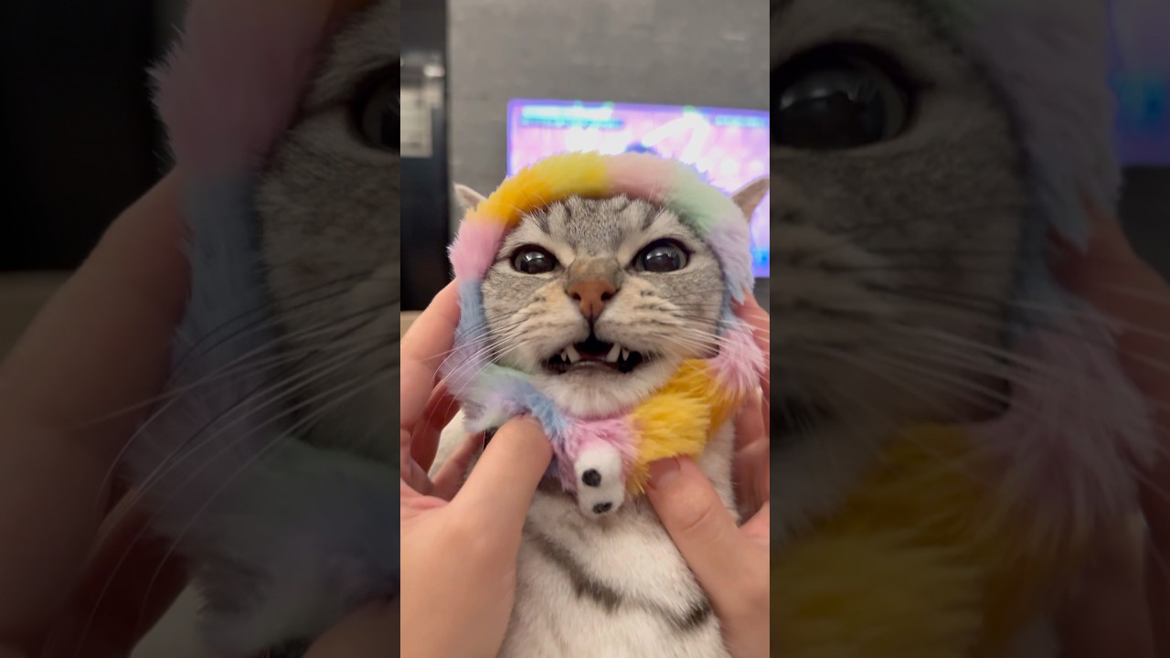 猫を可愛く育てすぎて、発作が止まらい... #shorts #猫 #cat