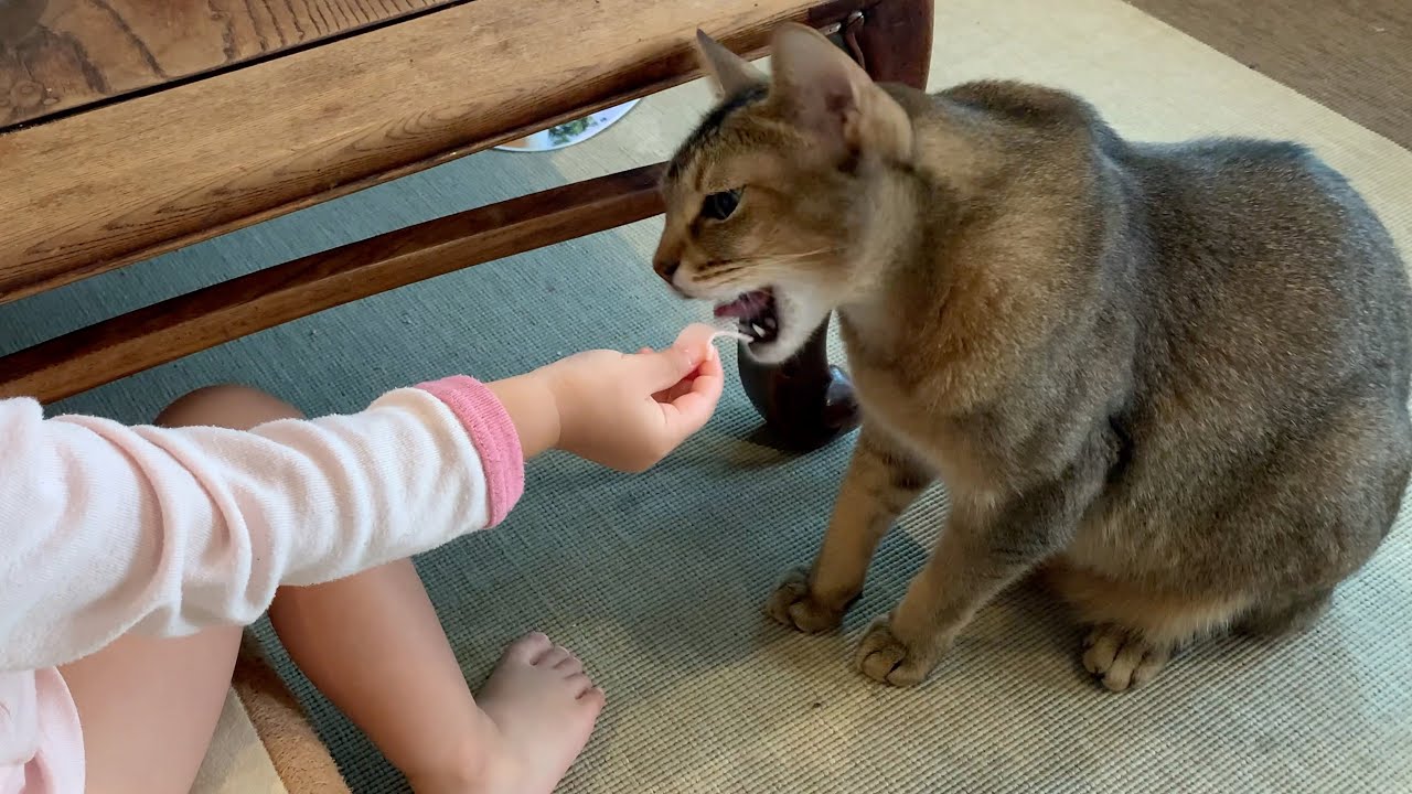 人が食べ始めると、自分も食べたくなってしまう猫のキビ