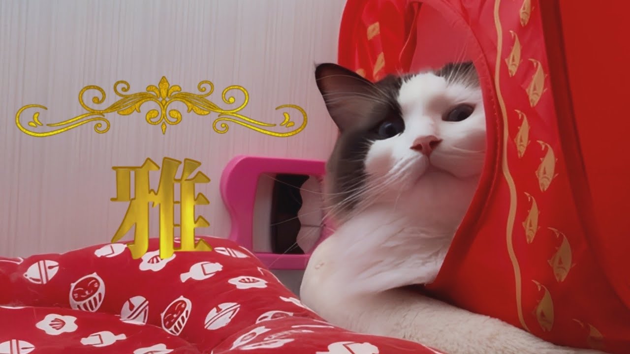 【でぶ猫】美猫ラグドールの優雅な過ごしかた😈