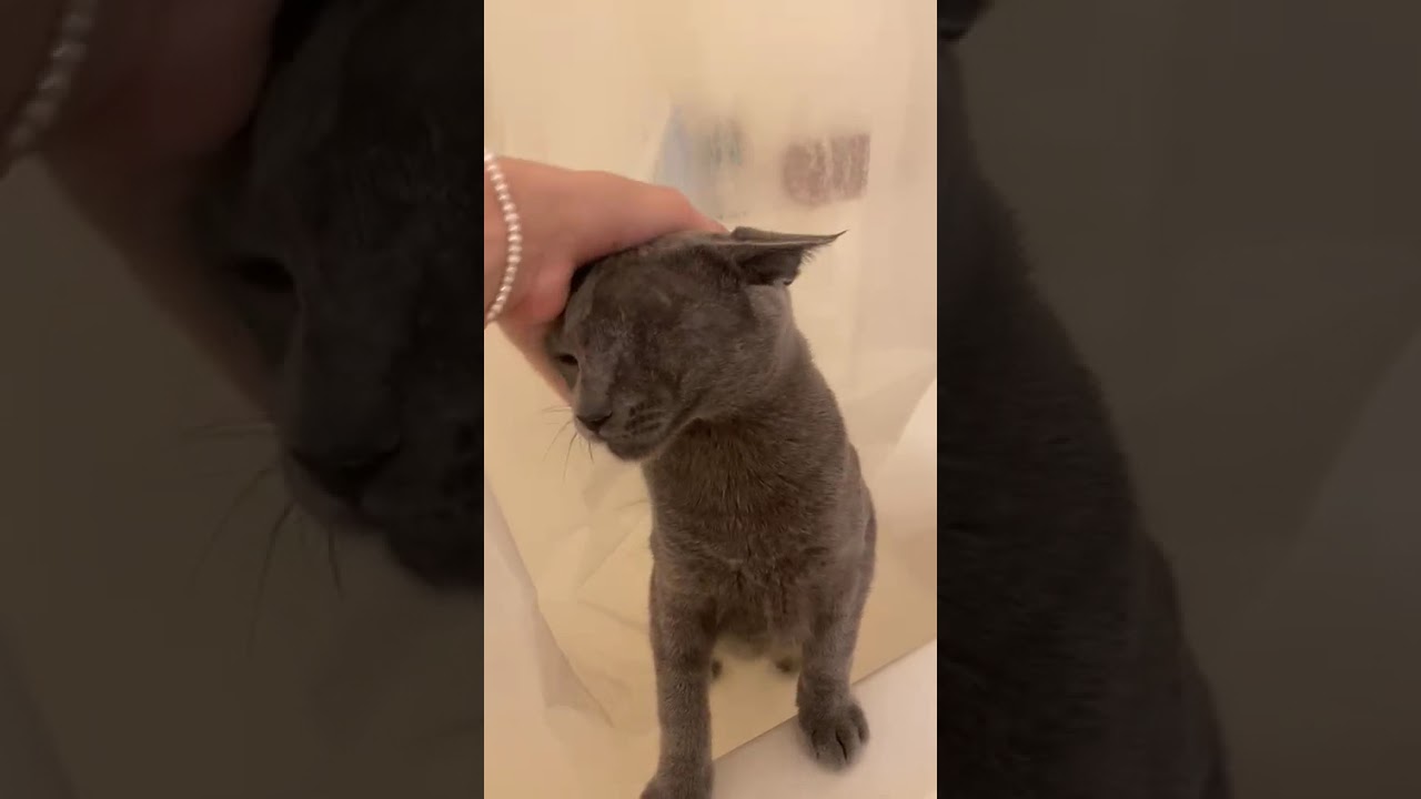 Meet Demetrius a Russian Blue currently available for adoption! 8/21/2025 9:28:06 AM