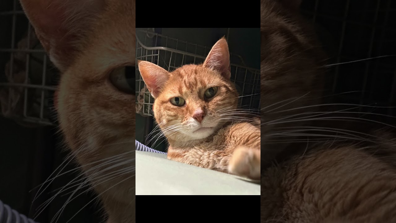 Little Kitty wants to know if you wanna boop her snoot! Go ahead and boop her snoot, she loves it!