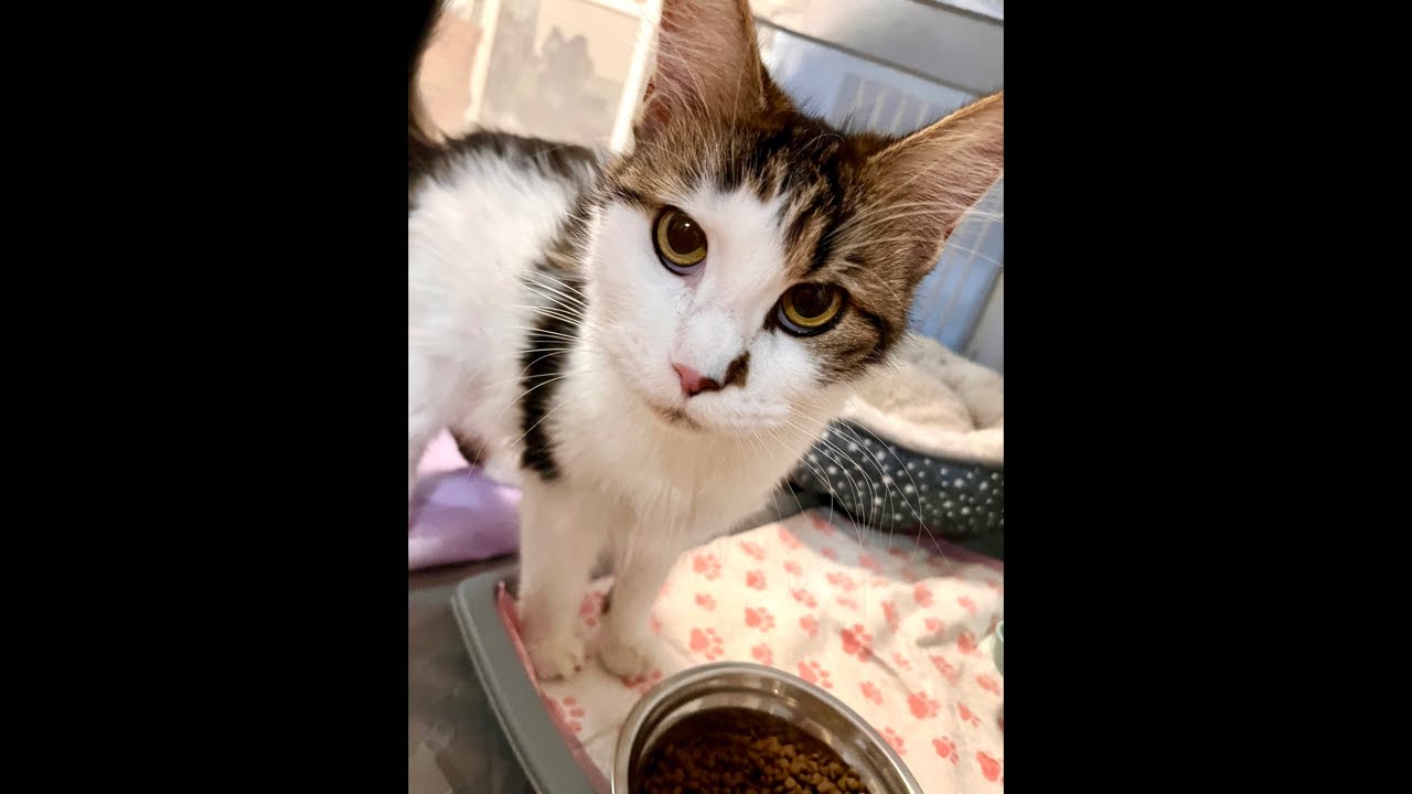 200 Days with Mama Bastet & Her Kittens: A Daily Life Livestream! 9 out of 200