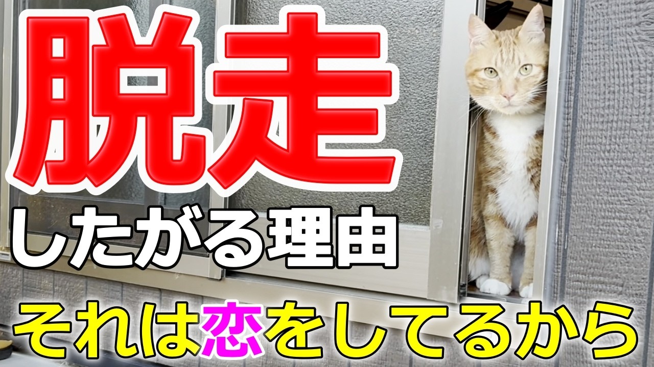 家から脱走してまで庭子猫ちゃんに会いたい末っ子猫君…笑［いきる君とクウちゃん］