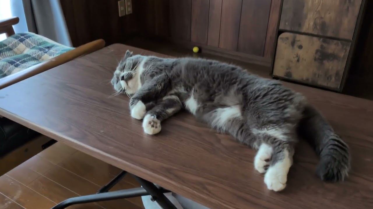 ２匹でねんね　猫と過ごす日々　スコティッシュフォールド　アメリカンショートヘア